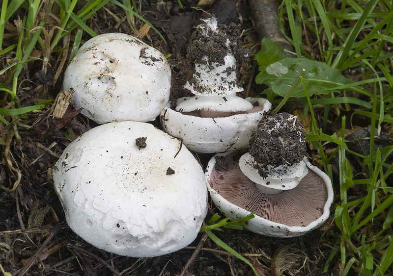 Agaricus bitorquis